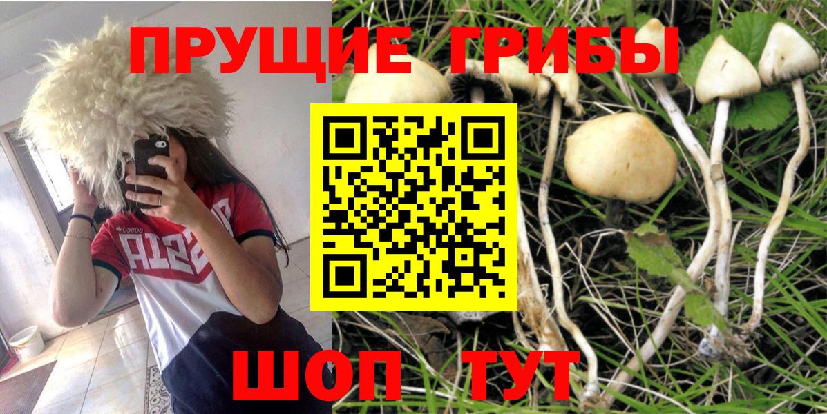 Малгобек  Псилоцибиновые грибы GOLDEN TEACHER  Вход с VPN 